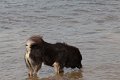 baden (20)